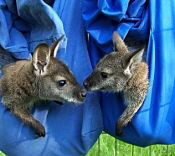 Wallabies