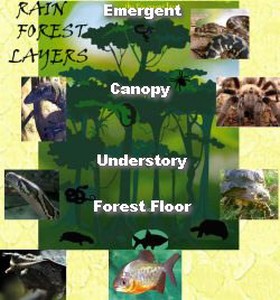 RainForestLayers